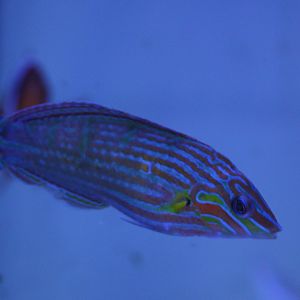 Pin-striped wrasse - Halichoeres melanurus