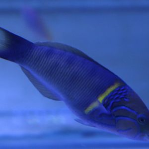 Goldbar wrasse - Thalassoma hebraicum