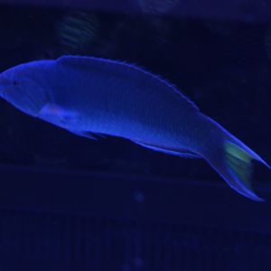 Moon wrasse - Thalassoma lunare