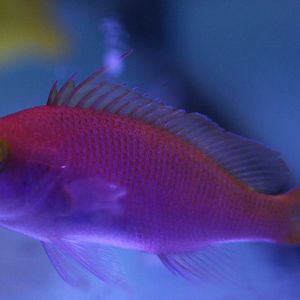 Pseudanthias flavicauda