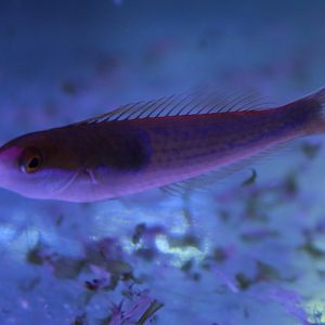 Black-patch percil wrasse - Pseudojuloides severnsi