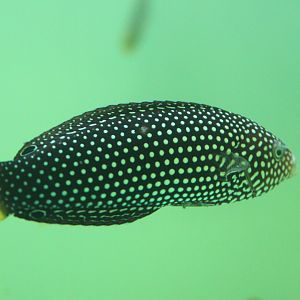 Spotted wrasse - Anampses meleagrides