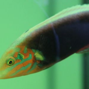 Radiant wrasse - Halichoeres iridis