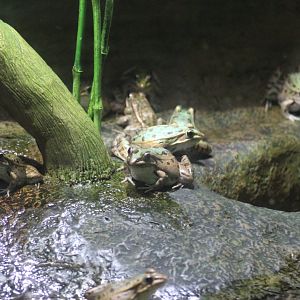 Southern Leopard Frog