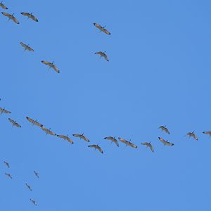 Migrating Sandhill Cranes