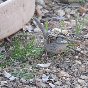 White-throated Sparrow