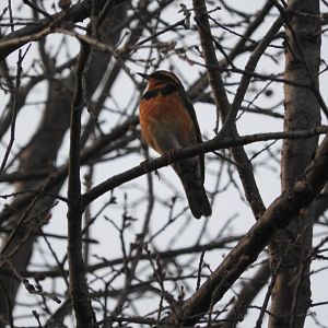 Varied Thrush