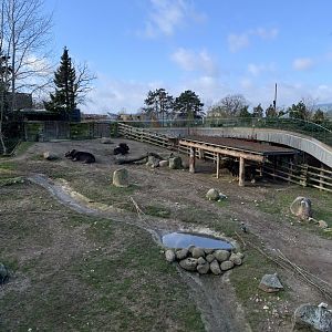 Musk Ox exhibit