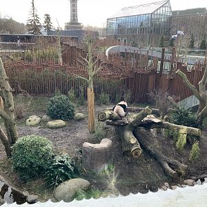 Giant Panda exhibit