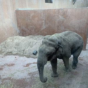 Bull Elephant in musth