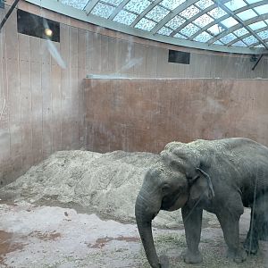 Bull Elephant in musth
