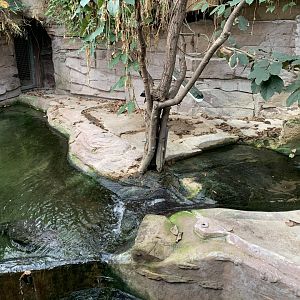West African Crocodile exhibit