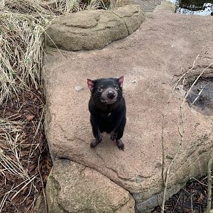 Tasmanian Devil