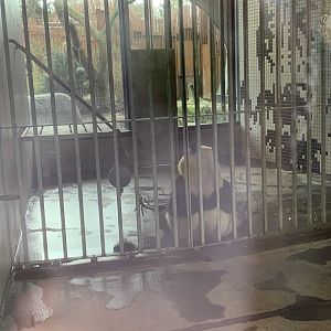 Giant Panda indoor exhibit