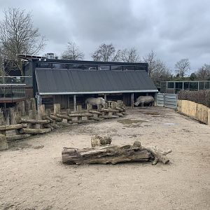 White Rhino exhibit