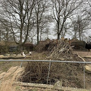 White stork and savannah exhibit separation