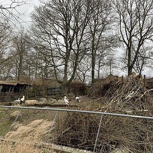 White stork exhibit
