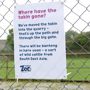 Banteng news, February 2020