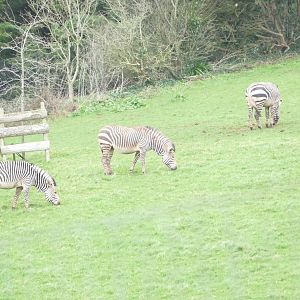 Hartmann's mountain zebra, February 2020