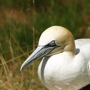 Northern gannet (Morus bassanus), 2008-07-22