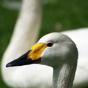 Bewick's swan (Cygnus columbianus bewickii), 2010-07-24