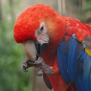 Scarlet macaw (Ara macao), 2015-06-28