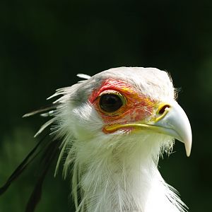 Secretary bird (Sagittarius serpentarius), 2009-06-21