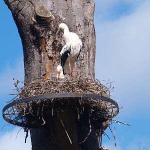 European white storks on nest (Ciconia ciconia), 2016-04-10