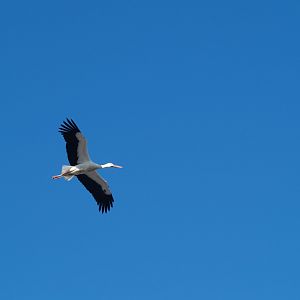 European white stork in flight (Ciconia ciconia), 2010-02-16