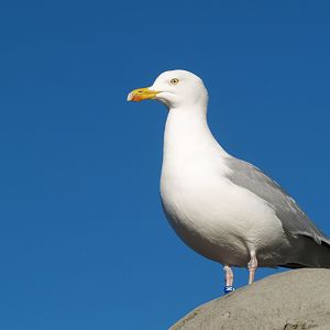 European herring gull (Larus argentatus), 2014-02-16