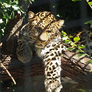 Amur leopard (Panthera pardus orientalis), 2009-08-30