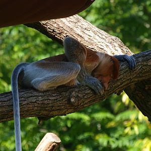 Proboscis monkey Jeff (Nasalis larvatus), 2015-08-01