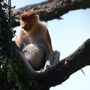 Proboscis monkey Jeff (Nasalis larvatus), 2015-08-01