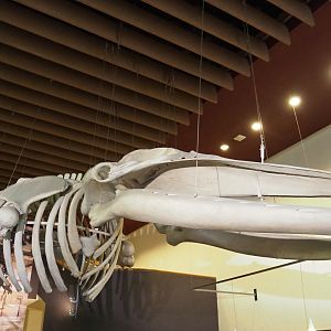 Fin whale skeleton (Balaenoptera species) hanging from the ceiling of the entrance hall, 2019-12-03