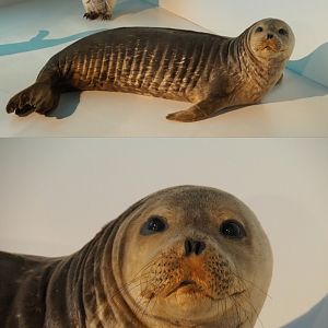 Specimen Weddell seal (Leptonychotes weddellii), 2019-12-03