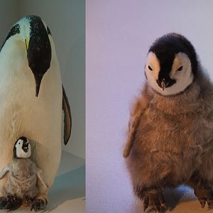 Specimens Emperor penguins (Aptenodytes forsteri), 2019-12-03