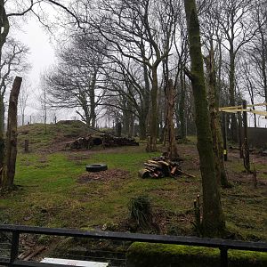 Gelada are coming to dartmoor zoo in the old bear enclosure