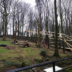 Gelada are coming to dartmoor zoo in the old bear enclosure