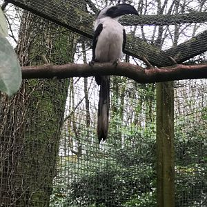 New von der decken hornbill!