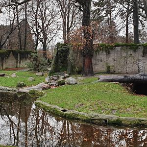 Enclosure Kamchatka brown bear