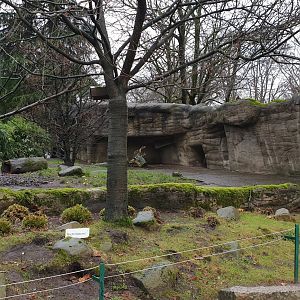 Outdoor-enclosure Ring-tailed coati