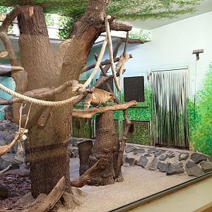 Indoor-enclosure Ring-tailed coati