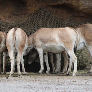 Onagers at the feeding-place