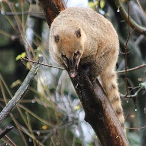 Ring-tailed coati