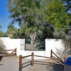 white nosed coati exhibit