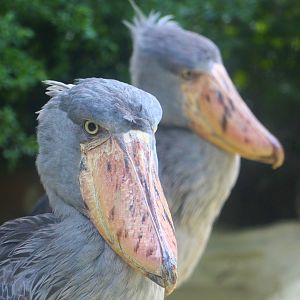 Shoebills