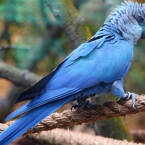 Spix's Macaw