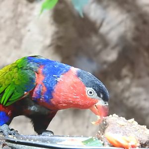 black-capped lory