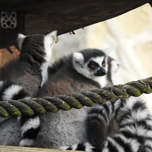 ring-tailed lemurs