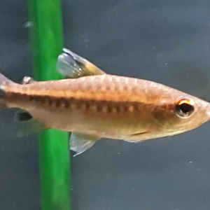 Arnoldichthys spilopterus